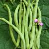 Haricot Nain Mangetout Contender