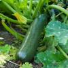 Courgette Diamant Hybride F1