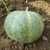 Melon Petit Gris de Rennes