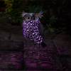 Animal Dcoratif Lumineux - Hibou