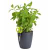 Brussels Herbs Single - Anthracite - Elho