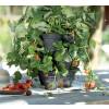 Green Basics Growset - D.26 cm - Anthracite - Elho