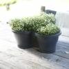 Corsica Vertical Garden - Citron Vert - Elho