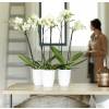 Brussels Orchid High D.12 cm - Blanc - Elho