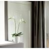 Brussels Orchid High D.12 cm - Blanc - Elho