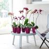 Brussels Orchid High D.12 cm - Anthracite - Elho