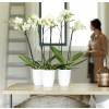 Brussels Orchid High D.12 cm - Anthracite - Elho