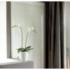 Brussels Orchid High D.12 cm - Anthracite - Elho