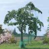 Filet anti oiseaux pour arbres fruitiers - 4x6 m