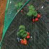 Filet anti oiseaux pour potager - 2 x 5 mtres