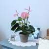 Plante Artificielle - Anthurium Rose - MICA