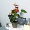 Plante Artificielle - Anthurium Rouge - MICA