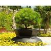 Jardinire Balena - D.100 x H.65 cm - Anthracite