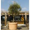 Pot gant pour Arbre-D.105 x H.70 cm - Sienne