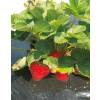 Paillage Fraise Fraisiers 50 microns - 1m40 x 750m