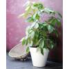 Loft Urban Round  D.40 H.35  Menthe  Elho