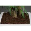 ex Copeaux de Bois Colors - Brun Clair