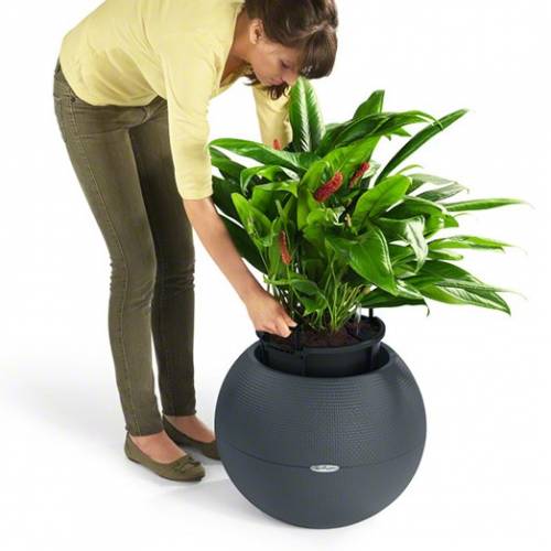 Лечуза puro Color Planter
