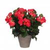 Plante Artificielle - Bgonia Rose - MICA