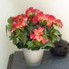 Plante Artificielle - Bgonia Rose - MICA