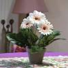 Plante Artificielle - Gerbera Crme - MICA