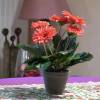 Plante Artificielle - Gerbera Rose - MICA