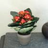 Plante Artificielle - Kalanchoe Orange - MICA