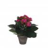 Plante Artificielle - Kalanchoe Violet - MICA