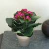 Plante Artificielle - Kalanchoe Violet - MICA