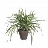 Plante Artificielle - Dracaena - MICA