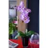 Plante Artificielle - Phalaenopsis Violet - MICA