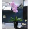 Plante Artificielle - Phalaenopsis Violet - MICA