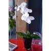 Plante Artificielle - Phalaenopsis Blanc - MICA