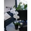 Plante Artificielle - Phalaenopsis Blanc - MICA