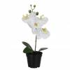 Plante Artificielle - Phalaenopsis Blanc - MICA