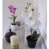 Plante Artificielle - Phalaenopsis Blanc - MICA