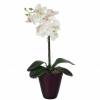 Plante Artificielle - Phalaenopsis Blanc - MICA