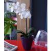Plante Artificielle - Phalaenopsis Blanc - MICA