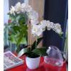 Plante Artificielle - Phalaenopsis Crème - MICA