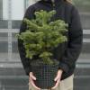 Arbre de Nol - Sapin Nordmann Pot 3 Litres