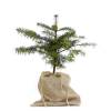 Arbre de No�l - Sapin Nordmann Pot 1L + pochon