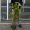 Arbre de No�l - Pin rouge du Japon en pot 3L