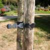 Colliers de tuteurage pour arbres - L36 cm