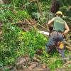 Dbroussaillement, dbroussaillage forestier