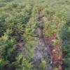 Dégagement des jeunes plantations forestières