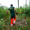 Dégagement des jeunes plantations forestières