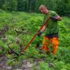 Dgagement des jeunes plantations forestires