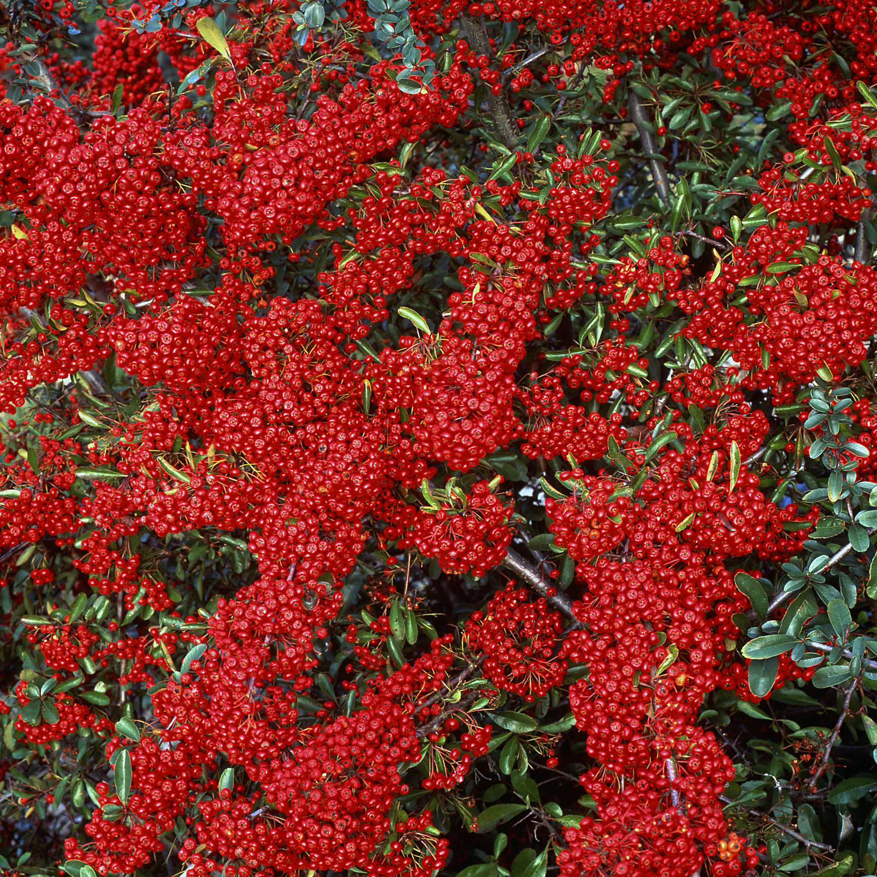 Buisson ardent Rouge, Pyracantha Rouge - Vente en ligne au meilleur prix