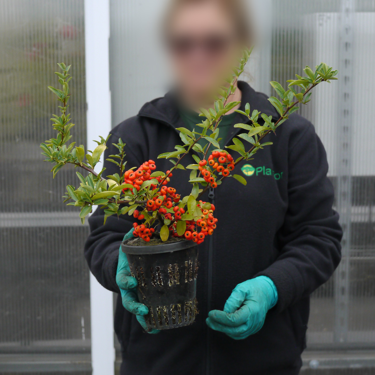 Buisson ardent Rouge, Pyracantha Rouge - Vente en ligne au meilleur prix