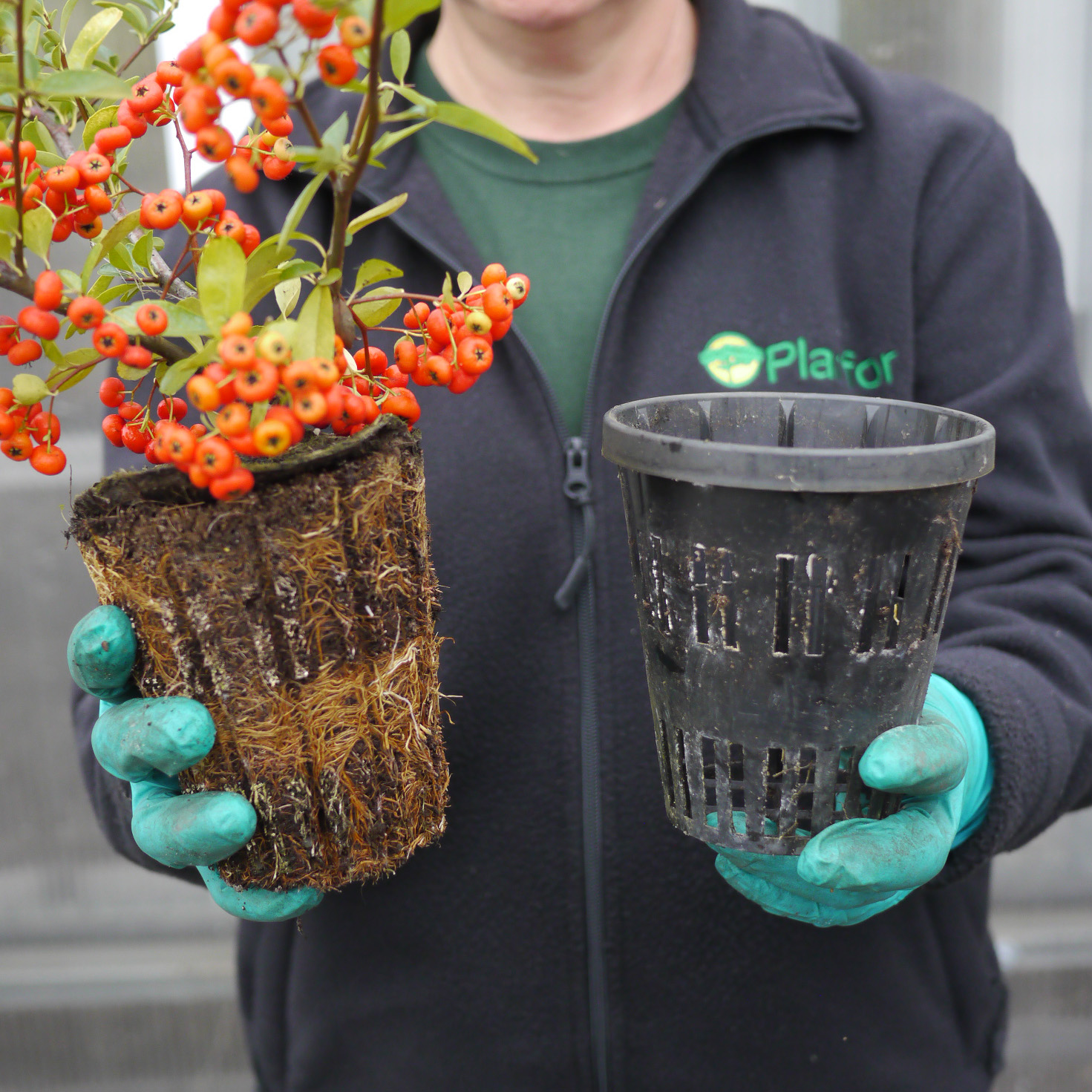 Buisson ardent Rouge, Pyracantha Rouge - Vente en ligne au meilleur prix